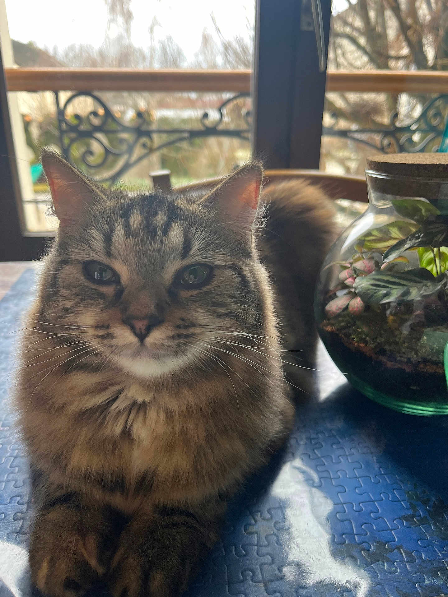 Ollie a rejoint le concours — aidez-le/la à gagner de superbes lots ! cat, tabby, fluffy, pet, animal, indoor, table, puzzle_pattern, terrarium, plants, glass, window, decorative_ironwork, blurred_background, calm, feline, whiskers, ears, face, closeup