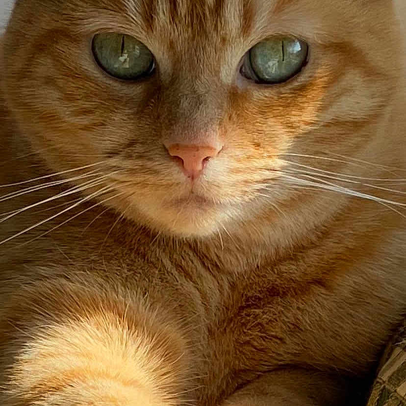 Nessy