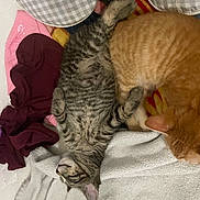 Pickles joined the competition — help win amazing prizes! cat, tabby_cat, ginger_cat, bed, blanket, pillow, sleeping, resting, feline, pet, animal, fur, cozy, indoor, domestic, cute, relaxed, two_cats, striped, orange