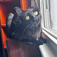 Nala joined the competition — help win amazing prizes! animal, black_cat, cat, close_up, cozy, curious, domestic_cat, feline, fur, home, indoor, looking_out, natural_light, pets, relaxed, sitting, whiskers, window, wooden_shelf, yellow_eyes