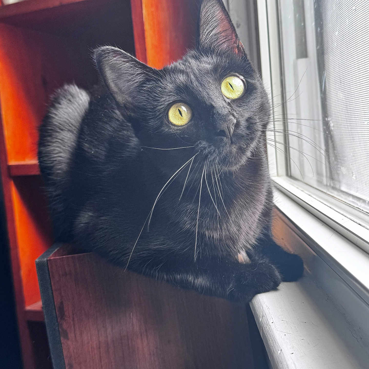 Nala joined the competition — help win amazing prizes! animal, black_cat, cat, close_up, cozy, curious, domestic_cat, feline, fur, home, indoor, looking_out, natural_light, pets, relaxed, sitting, whiskers, window, wooden_shelf, yellow_eyes