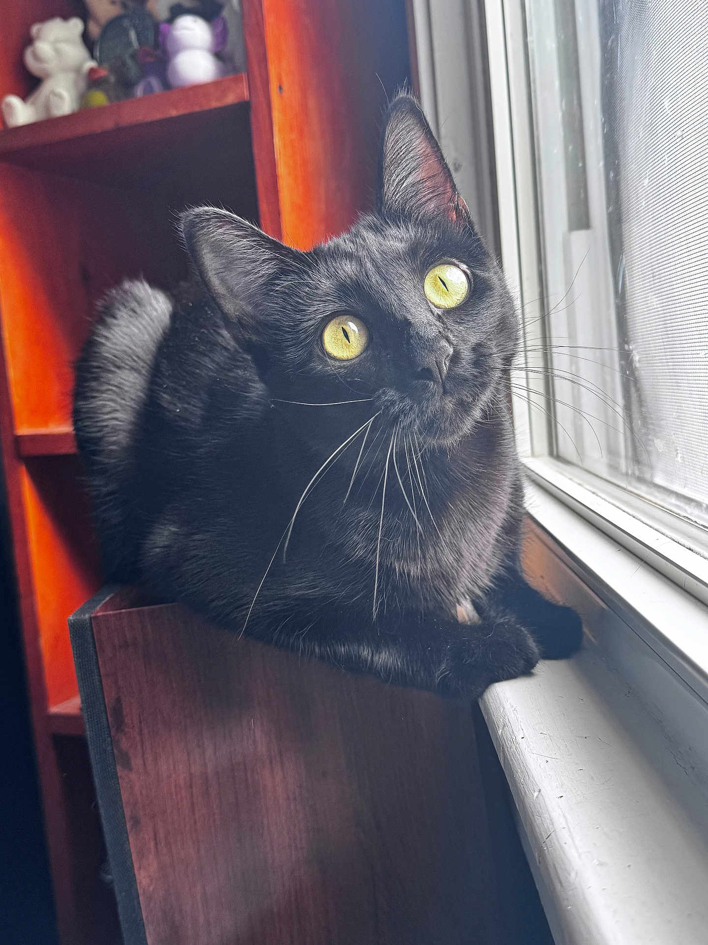 Nala