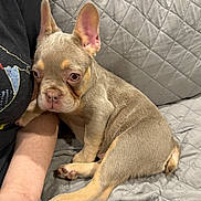 Sahara joined the competition — help win amazing prizes! puppy, dog, pet, couch, quilted, gray, arm, hand, ring, jeans, ears, fur, cute, young, indoor, resting, closeup, cozy, companion, expression