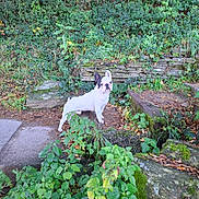 Ulie a rejoint le concours — aidez-le/la à gagner de superbes lots ! dog, french_bulldog, white_dog, black_patch, pet, outdoor, greenery, plants, stone_steps, nature, leaves, foliage, curious, standing, animal, garden, moss, pathway, daylight, small_dog
