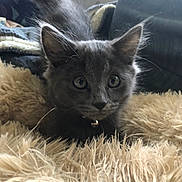 Thanos participe au concours pour gagner de l'argent avec cette photo : kitten, gray_cat, fluffy_rug, indoor, cozy, curious, pet, animal, feline, young_cat, ears, wide_eyes, crouching, soft_texture, couch, blanket, home, domestic, fur, collar