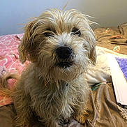 Papuche participe au concours pour gagner de l'argent avec cette photo : dog, scruffy, bed, blanket, fur, pet, animal, indoor, cute, messy, face, ears, nose, tail, paper, cozy, brown, white, portrait, sitting