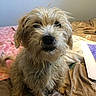 dog, scruffy, bed, blanket, fur, pet, animal, indoor, cute, messy, face, ears, nose, tail, paper, cozy, brown, white, portrait, sitting