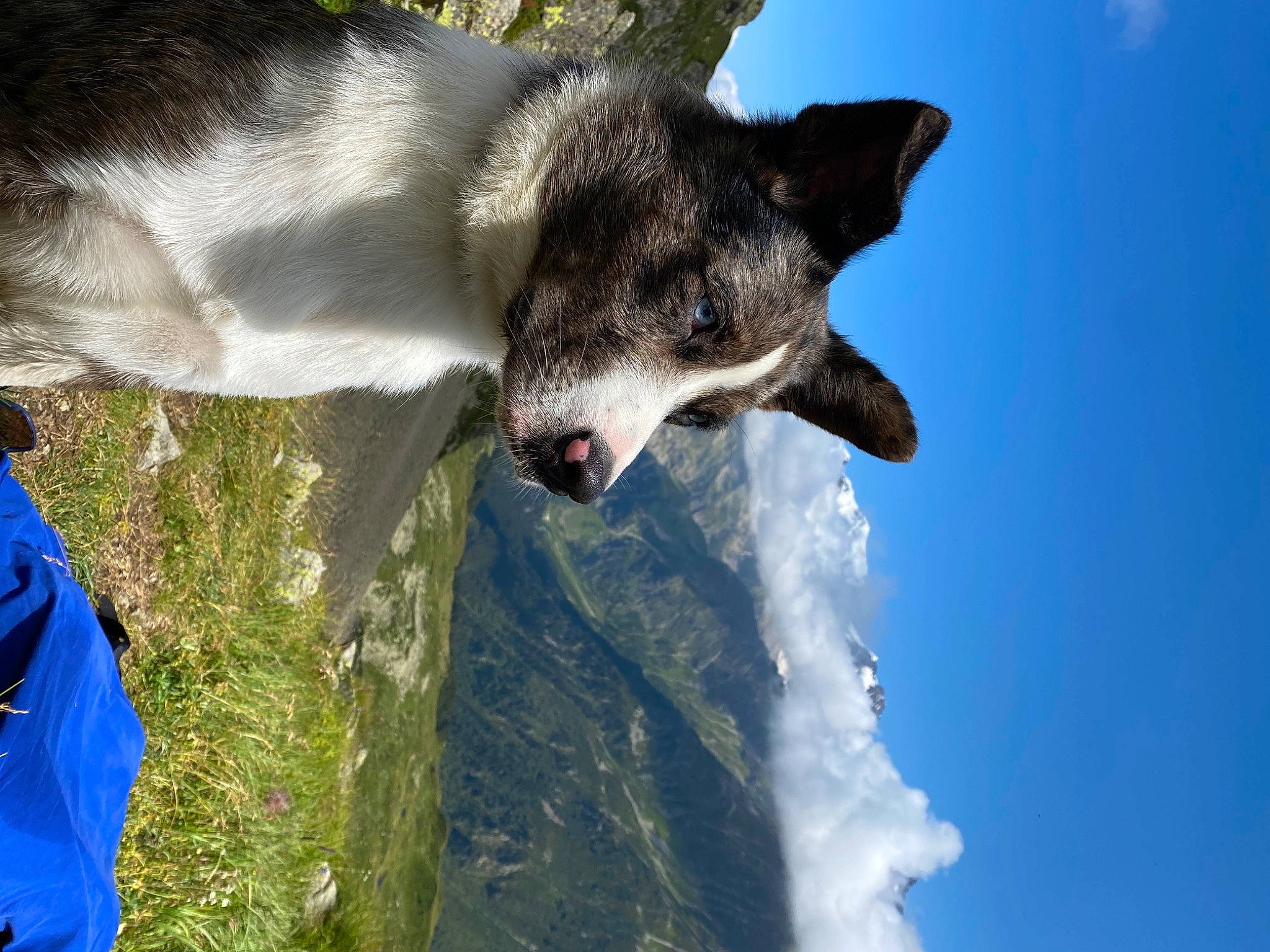 Rocket participe au concours pour gagner de l'argent avec cette photo : ancient_dog_breeds, canidae, canis, carnivore, cloud, cumulus, dog, dog_breed, fun, fur, jaw, leisure, sky, snout, sporting_group, tail, water, wildlife, working_animal, working_dog