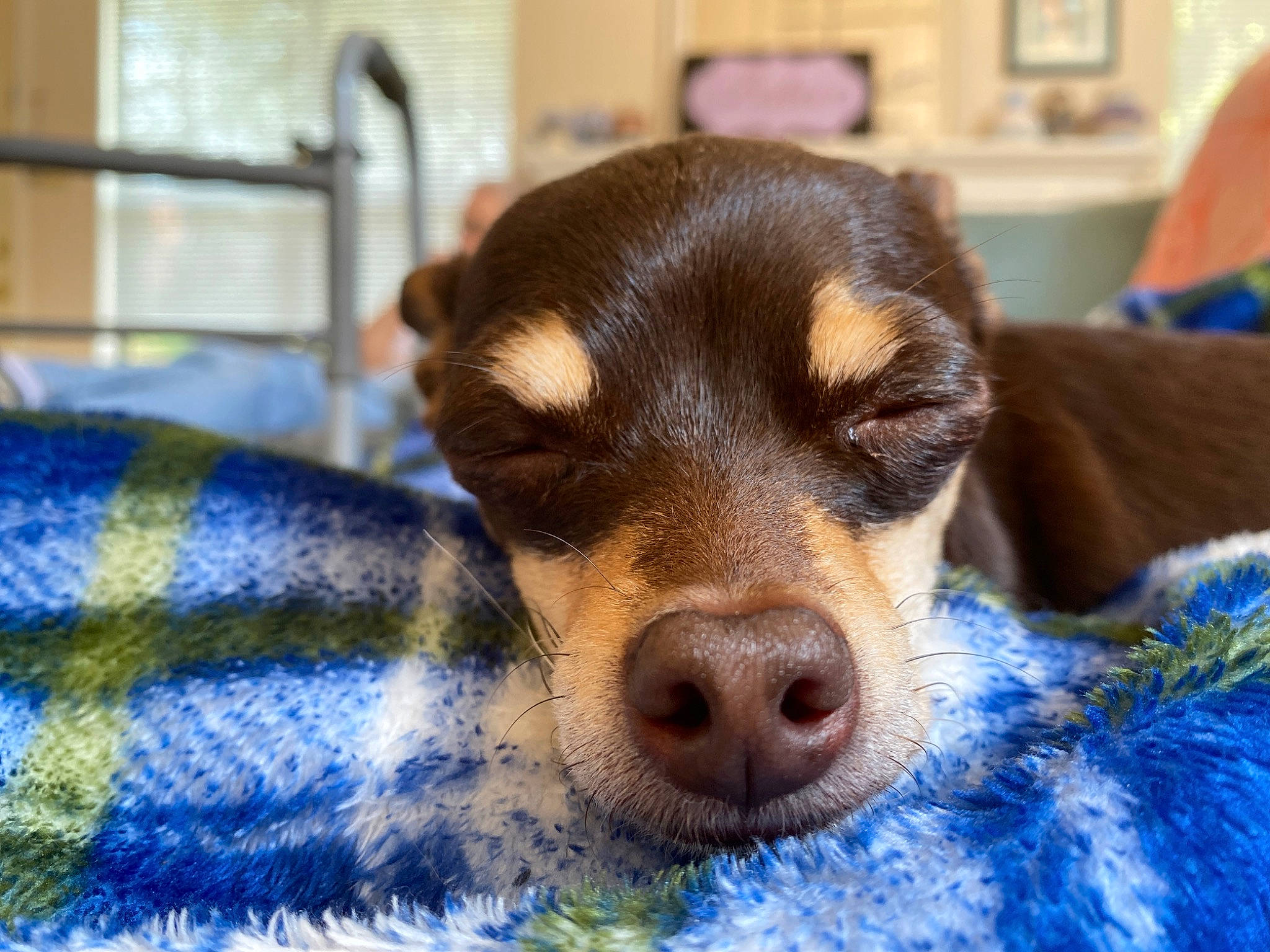 Vato is registered to the contest to win money with this photo: canidae, carnivore, chihuahua, dog, dog_breed, mammal, miniature_pinscher, nose, puppy, rat_terrier, russkiy_toy, snout, toy_dog, vertebrate