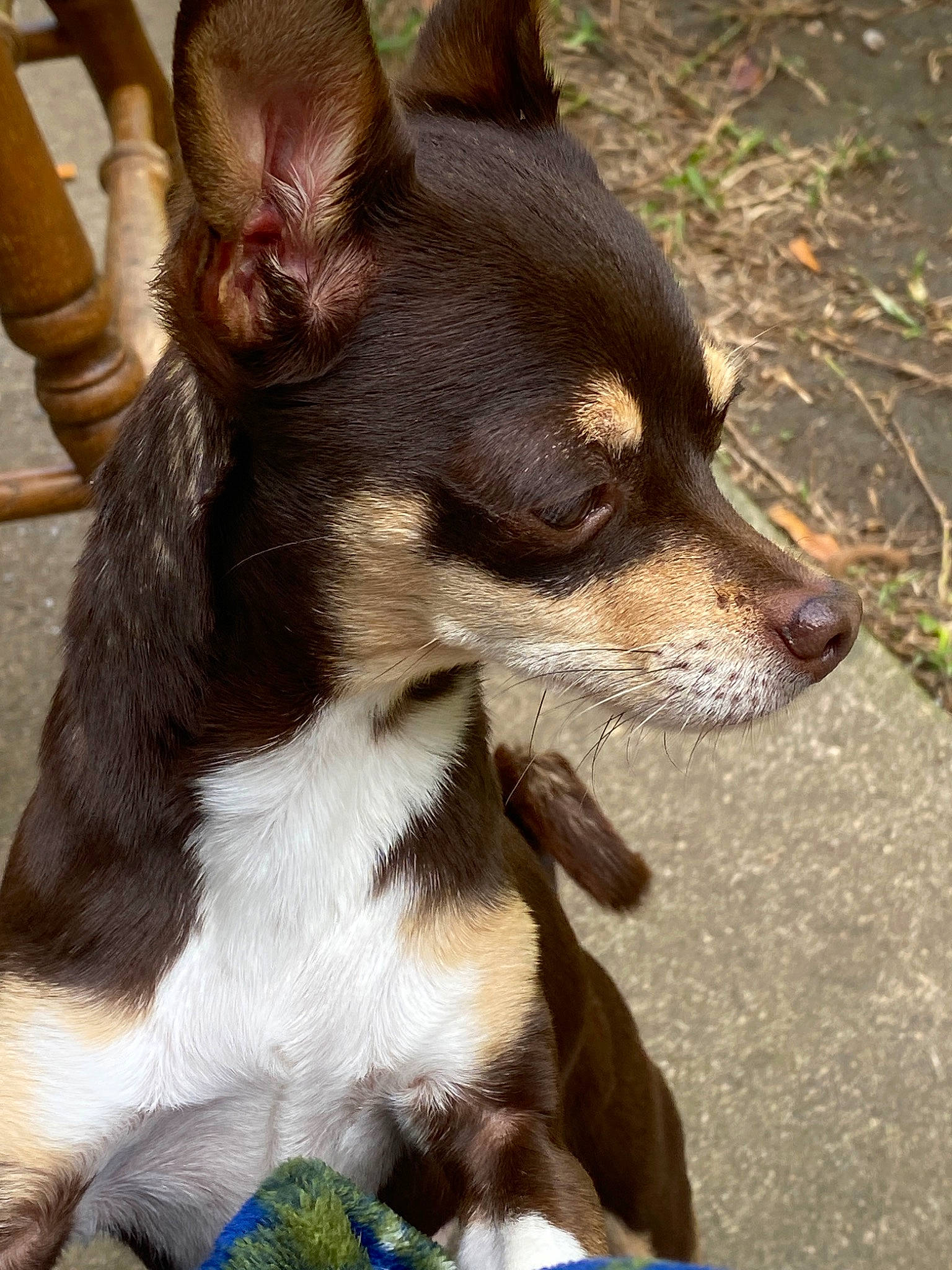 Vato joined the competition — help win amazing prizes! canidae, carnivore, chihuahua, companion_dog, corgi_chihuahua, dog, dog_breed, ear, english_toy_terrier, mammal, miniature_fox_terrier, puppy, rat_terrier, russkiy_toy, snout, teddy_roosevelt_terrier, toy_dog, toy_fox_terrier, vertebrate, whiskers