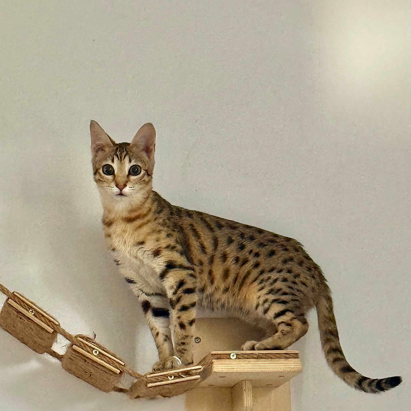 Angie a rejoint le concours — aidez-le/la à gagner de superbes lots ! cat, spotted_cat, animal, pet, indoor, wooden_platform, rope_bridge, wall_mount, feline, ears, tail, alert, curious, domestic_cat, whiskers, claws, standing, brown_spots, striped_tail, closeup