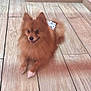 Foxy joined the competition — help win amazing prizes! dog, pomeranian, pet, indoor, floor, wooden_floor, fur, smiling, cute, animal, small_dog, lying_down, happy, domestic_animal, canine, white_paws, tail, ears, fluffy, companion