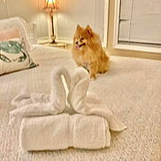 Foxy is registered to the contest to win money with this photo: dog, pomeranian, bed, towel, towel_art, swans, lamp, pillow, window, bedroom, cozy, furniture, indoor, pet, fur, animal, decor, soft_lighting, blanket, home