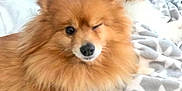 Foxy is registered to the contest to win money with this photo: dog, pomeranian, fluffy, orange, pet, animal, winking, fur, bed, blanket, cozy, indoor, cute, relaxed, lying_down, companion, domestic_animal, mammal, small_dog, friendly