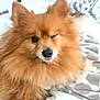 dog, pomeranian, fluffy, orange, pet, animal, winking, fur, bed, blanket, cozy, indoor, cute, relaxed, lying_down, companion, domestic_animal, mammal, small_dog, friendly