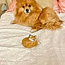 Foxy is registered to the contest to win money with this photo: dog, pomeranian, bed, pillow, white_bedspread, fox_figurine, fluffy, pet, indoor, resting, animal, cute, small_figurine, decor, brown_dog, soft_texture, cozy, relaxing, sleeping_figurine, companion