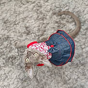 Dita participe au concours pour gagner de l'argent avec cette photo : animal, bonnet, carpet, cat, costume, cute, denim, dress, fashion, floral, funny, fur, gray_cat, home, indoor, overhead_view, pet, portrait, tail, wide_eyed