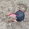 animal, bonnet, carpet, cat, costume, cute, denim, dress, fashion, floral, funny, fur, gray_cat, home, indoor, overhead_view, pet, portrait, tail, wide_eyed