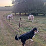 Aludra participe au concours pour gagner de l'argent avec cette photo : dog, cow, grass, fence, field, trees, sunset, animal, nature, pasture, outdoor, canine, livestock, rural, sky, walking_path, grazing, black_and_white, pets, farm