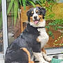Aludra a rejoint le concours — aidez-le/la à gagner de superbes lots ! dog, bernese_mountain_dog, sitting, happy, tongue_out, outdoor, greenery, plants, wooden_deck, water_bowl, pet, fur, collar, reflection, glass_door, nature, leafy, smiling, domestic_animal, animal