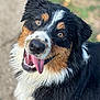 dog, wet_fur, tongue_out, happy, outdoor, closeup, tricolor, black_fur, brown_fur, white_fur, pet, canine, animal, friendly, portrait, playful, cute, fur, looking_up, nature