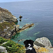 Aludra participe au concours pour gagner de l'argent avec cette photo : dog, cliff, ocean, water, rocks, sky, cloudy, greenery, coastline, nature, outdoor, animal, landscape, scenic, pet, black_fur, white_markings, view, horizon, exploration