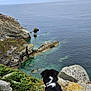 dog, cliff, ocean, water, rocks, sky, cloudy, greenery, coastline, nature, outdoor, animal, landscape, scenic, pet, black_fur, white_markings, view, horizon, exploration