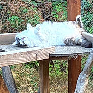 Spike is registered to the contest to win money with this photo: cat, fluffy, wooden_platform, fence, outdoor, greenery, relaxed, lying_down, paws_up, animal, nature, rustic, pet, fur, resting, daylight, wildlife, mammal, playful, cute