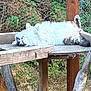 cat, fluffy, wooden_platform, fence, outdoor, greenery, relaxed, lying_down, paws_up, animal, nature, rustic, pet, fur, resting, daylight, wildlife, mammal, playful, cute