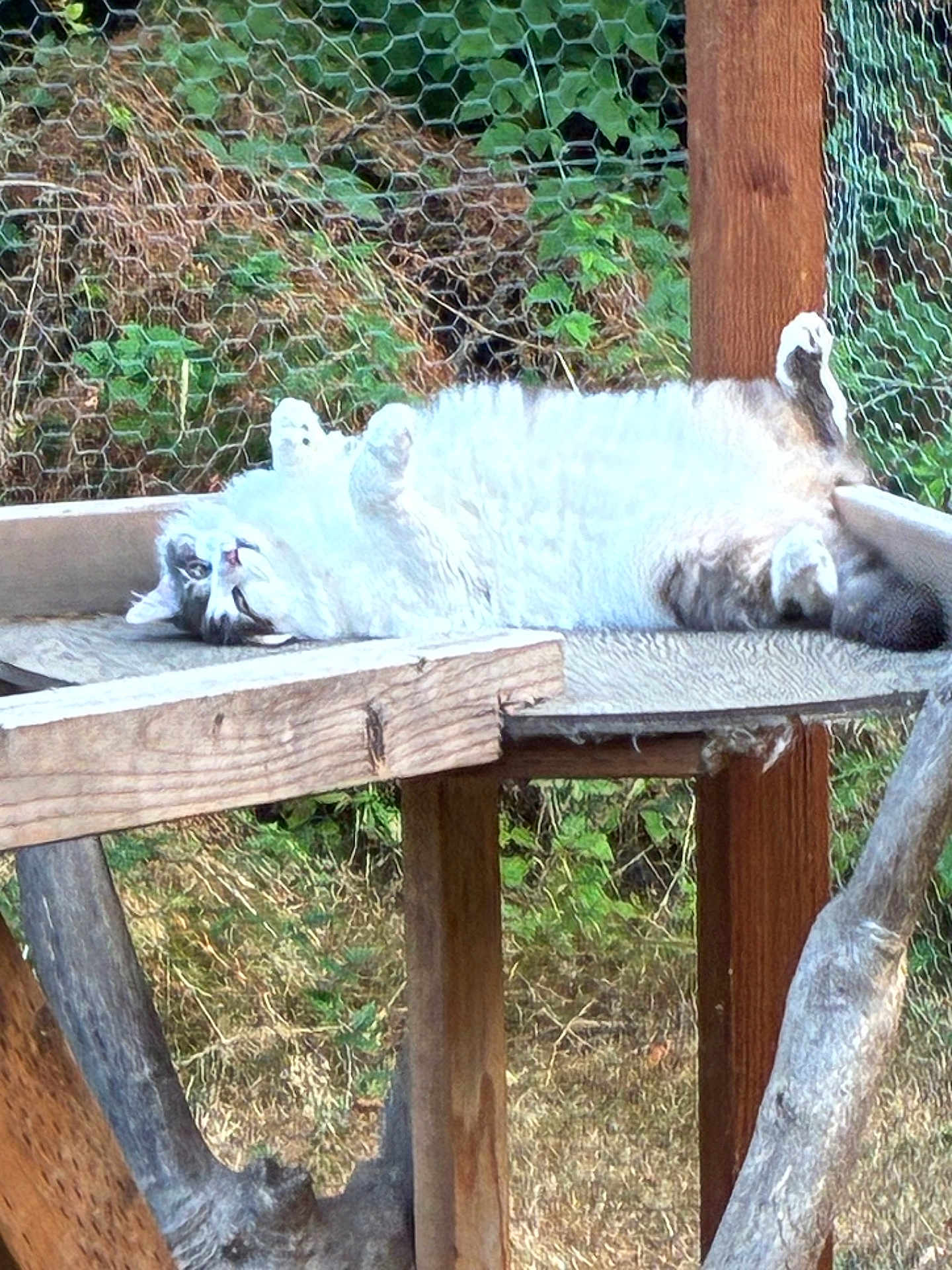 Spike is registered to the contest to win money with this photo: cat, fluffy, wooden_platform, fence, outdoor, greenery, relaxed, lying_down, paws_up, animal, nature, rustic, pet, fur, resting, daylight, wildlife, mammal, playful, cute