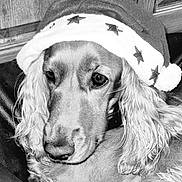 Nero participe au concours pour gagner de l'argent avec cette photo : dog, santa_hat, festive, holiday, pet, canine, portrait, leather, resting, close_up, fur, ears, nose, wooden_background, black_and_white, decorative_stars, domestic_animal, cute, calm, indoor