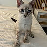 kitten, cat, bed, blue_eyes, indoor, feline, pet, curious, white_bedspread, wooden_paneling, nightstand, plant, modern, alert, small_paws, fur, young_cat, domestic_animal, home, cute
