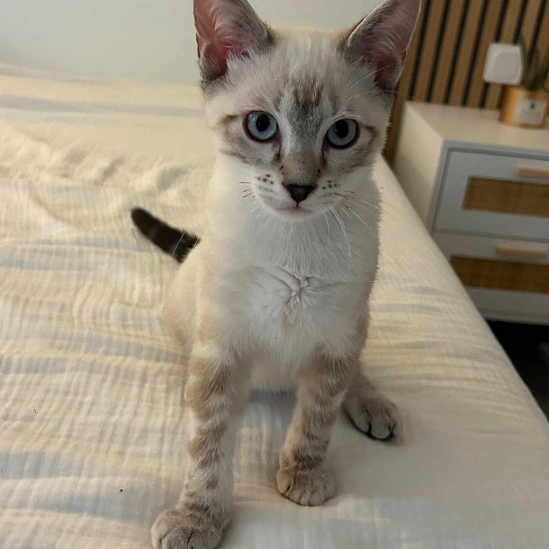 Oslow a rejoint le concours — aidez-le/la à gagner de superbes lots ! kitten, cat, bed, blue_eyes, indoor, feline, pet, curious, white_bedspread, wooden_paneling, nightstand, plant, modern, alert, small_paws, fur, young_cat, domestic_animal, home, cute