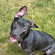 Star is registered to the contest to win money with this photo: dog, black_dog, grass, outdoor, pet, smiling, happy, ears, animal, canine, sitting, looking_up, friendly, tongue, fur, nature, closeup, playful, cute, daylight