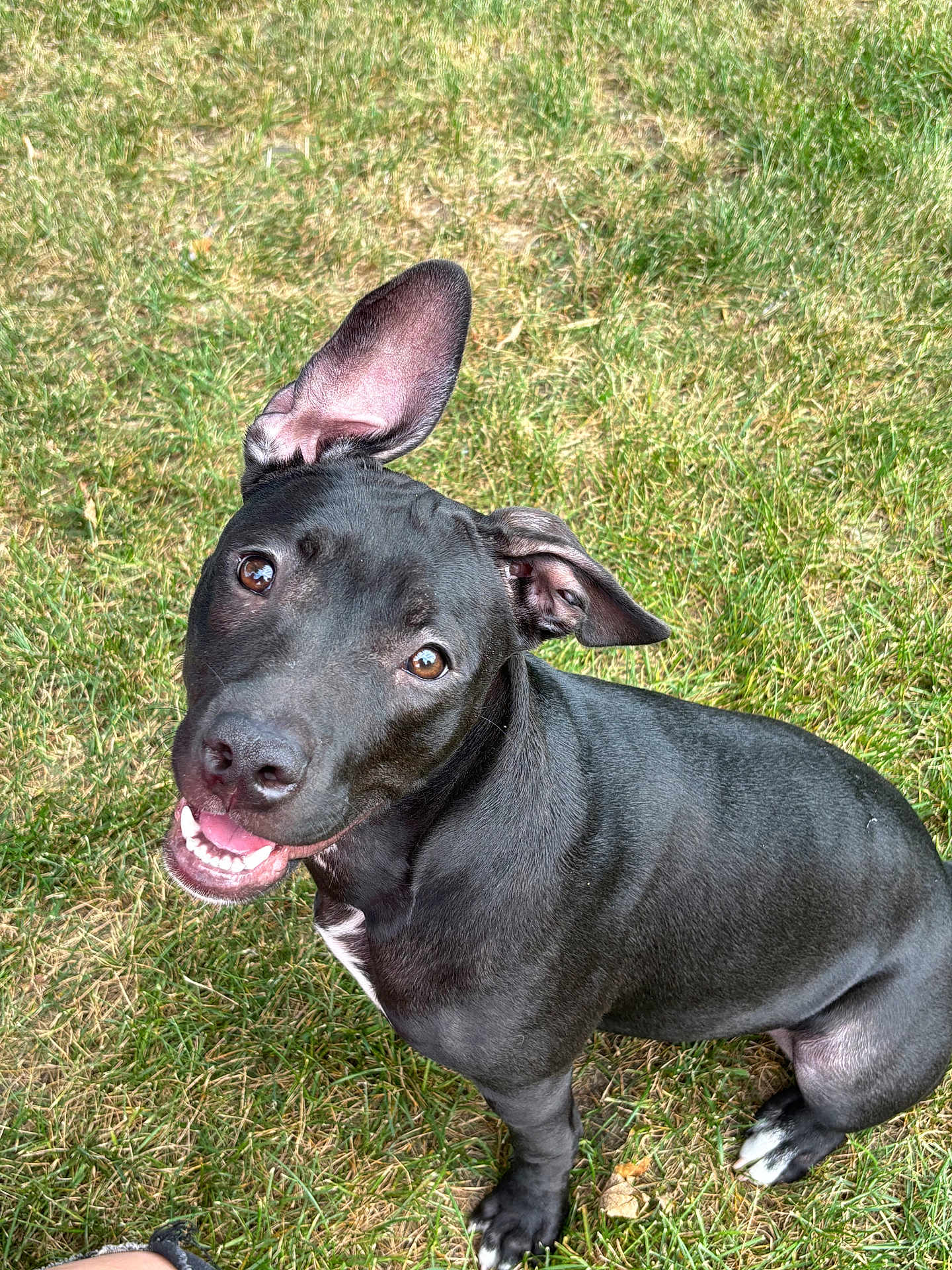 Star is registered to the contest to win money with this photo: dog, black_dog, grass, outdoor, pet, smiling, happy, ears, animal, canine, sitting, looking_up, friendly, tongue, fur, nature, closeup, playful, cute, daylight