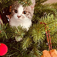 Nina a rejoint le concours — aidez-le/la à gagner de superbes lots ! kitten, cat, christmas_tree, ornament, snowflake, cookie, holiday, festive, greenery, pine_needles, pet, cute, curious, indoor, decoration, animal, feline, closeup, nature, holiday_season