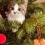 kitten, cat, christmas_tree, ornament, snowflake, cookie, holiday, festive, greenery, pine_needles, pet, cute, curious, indoor, decoration, animal, feline, closeup, nature, holiday_season