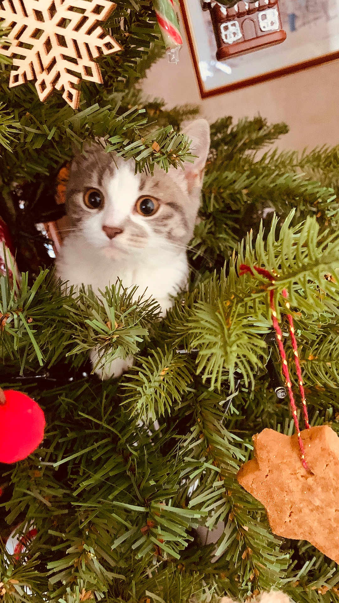 Nina a rejoint le concours — aidez-le/la à gagner de superbes lots ! kitten, cat, christmas_tree, ornament, snowflake, cookie, holiday, festive, greenery, pine_needles, pet, cute, curious, indoor, decoration, animal, feline, closeup, nature, holiday_season