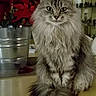 cat, fluffy, tabby, gray, flower_pot, red_flowers, table, indoor, pet, feline, long_hair, plant, decor, household, animal, sitting, fur, whiskers, portrait, cozy