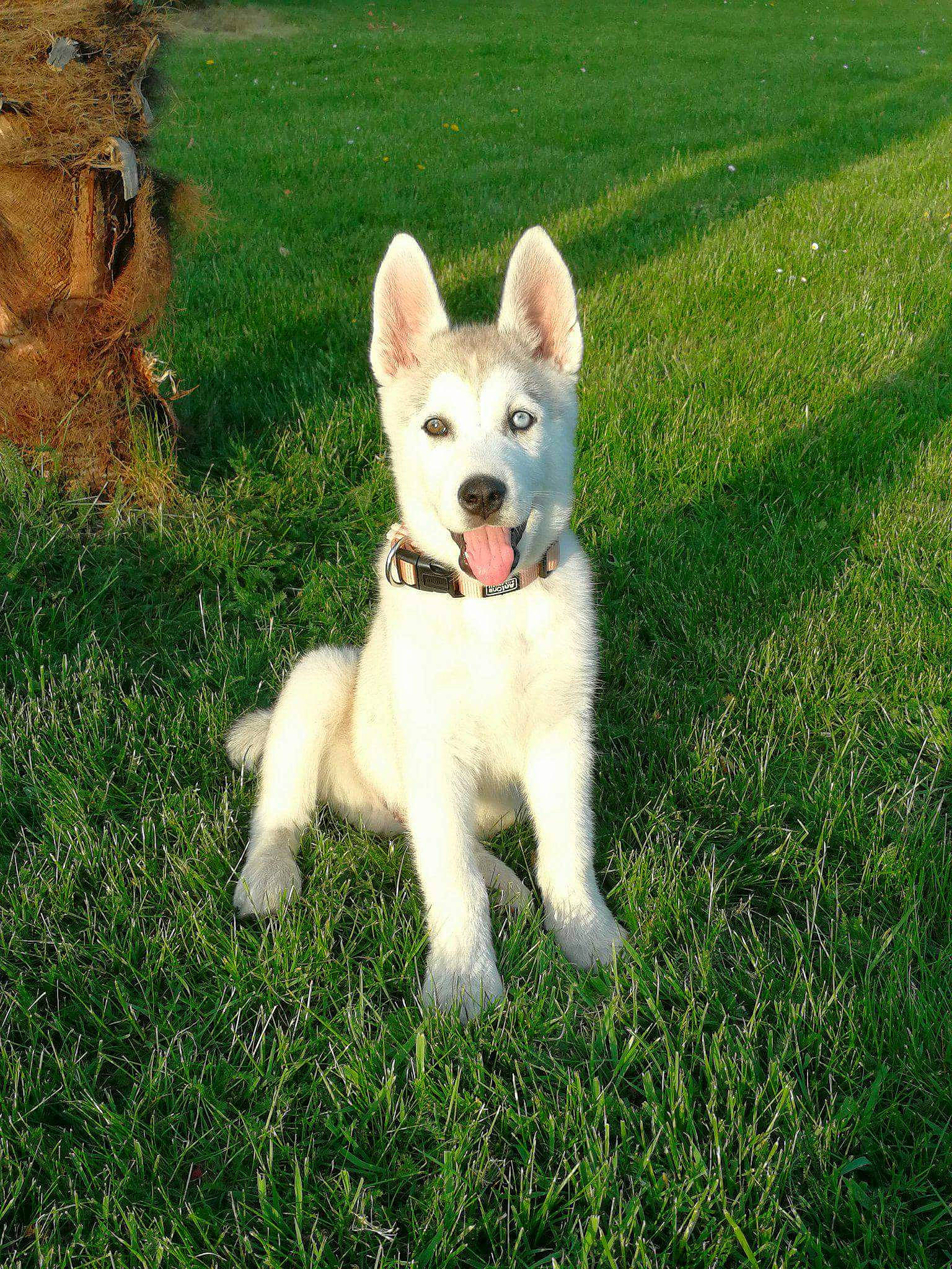 Laïko a rejoint le concours — aidez-le/la à gagner de superbes lots ! ancient_dog_breeds, canidae, carnivore, collar, companion_dog, dog, dog_breed, dog_supply, fawn, grass, kintamani, lawn, non_sporting_group, plant, puppy, snout, sporting_group, tail, toy_dog, working_animal