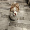 adorable, animal, blue_eyes, brown_and_white, companion, curious, cute, dog, domestic_animal, floor, fluffy, fur, indoor, looking_up, pet, puppy, sitting, small_dog, wooden_floor, young_dog