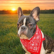 Aguzz a rejoint le concours — aidez-le/la à gagner de superbes lots ! dog, french_bulldog, bandana, red_bandana, grass, field, sunset, outdoor, pet, cute, animal, portrait, nature, canine, fur, ears, face, expression, sun, sky
