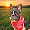 dog, french_bulldog, bandana, red_bandana, grass, field, sunset, outdoor, pet, cute, animal, portrait, nature, canine, fur, ears, face, expression, sun, sky