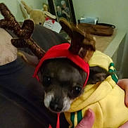 Tiny is registered to the contest to win money with this photo: dog, small_dog, antler_hat, red_hat, yellow_hoodie, person, hand, indoors, stuffed_animal, framed_photo, table, cozy, pet, costume, holiday, cute, animal, face, clothing, holding