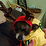 dog, small_dog, antler_hat, red_hat, yellow_hoodie, person, hand, indoors, stuffed_animal, framed_photo, table, cozy, pet, costume, holiday, cute, animal, face, clothing, holding