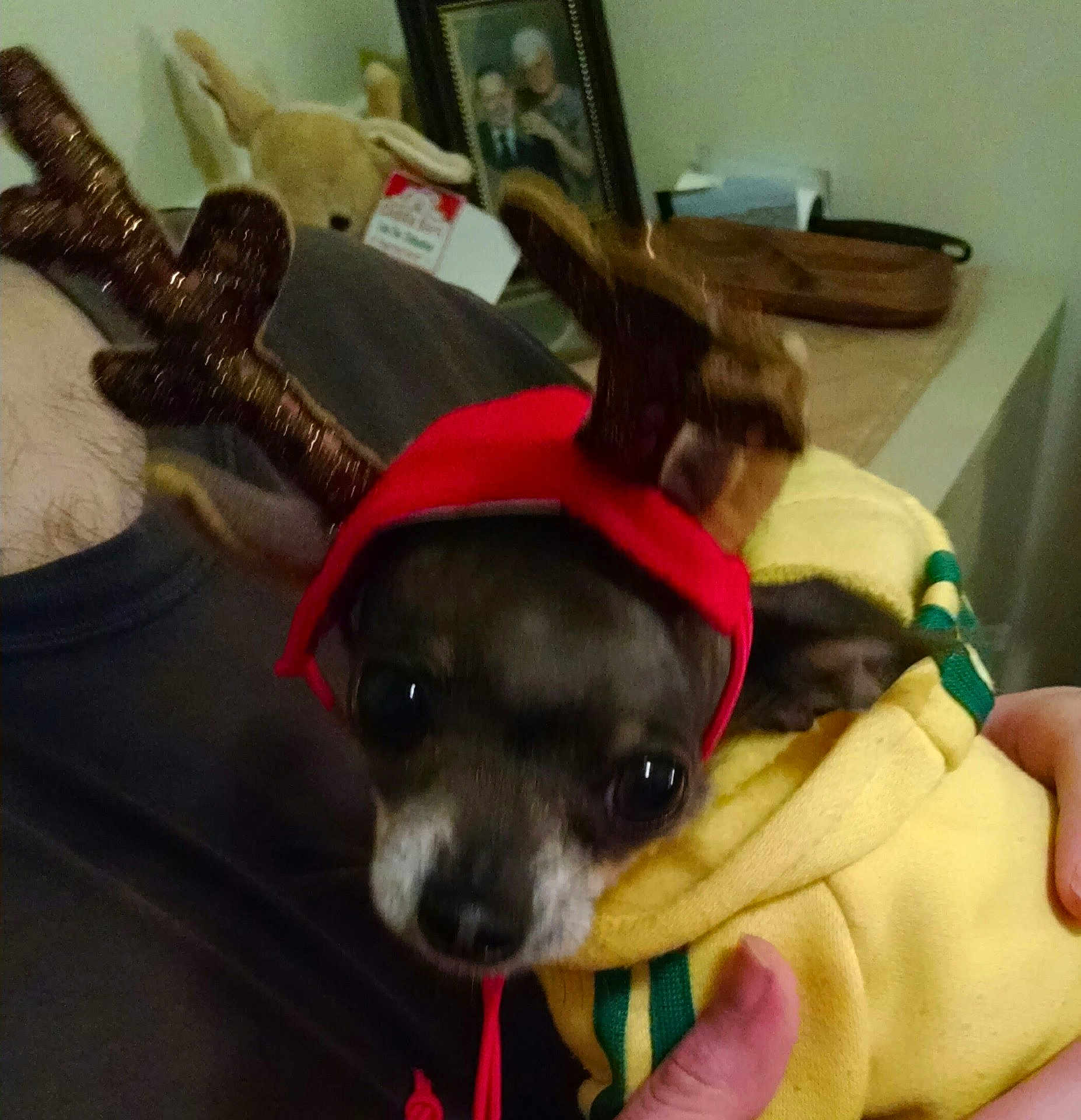 Tiny is registered to the contest to win money with this photo: dog, small_dog, antler_hat, red_hat, yellow_hoodie, person, hand, indoors, stuffed_animal, framed_photo, table, cozy, pet, costume, holiday, cute, animal, face, clothing, holding