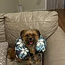Kai is registered to the contest to win money with this photo: dog, pet, couch, leather, pillow, floral, happy, tongue_out, indoor, home, brown_fur, small_dog, sitting, cute, animal, domestic_animal, furniture, relaxed, living_room, cozy