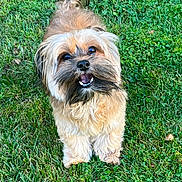 Kai is registered to the contest to win money with this photo: dog, grass, outdoor, pet, happy, animal, fur, tail, cute, canine, smiling, nature, greenery, playful, friendly, small_dog, mammal, tongue, eyes, portrait