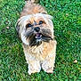 dog, grass, outdoor, pet, happy, animal, fur, tail, cute, canine, smiling, nature, greenery, playful, friendly, small_dog, mammal, tongue, eyes, portrait