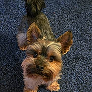 Big E joined the competition — help win amazing prizes! adorable, alert, animal, canine, carpet, companion, cute, dog, domestic, ears, friendly, fur, indoor, looking_up, pet, small_dog, standing, tail, wooden_floor, yorkshire_terrier